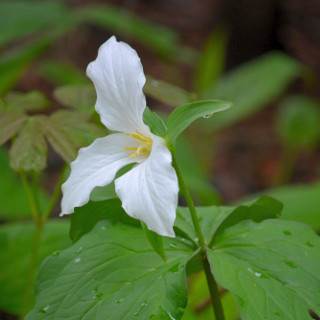 wildflower trail